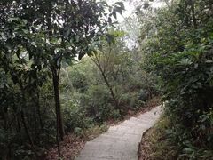 iphone_upload_pic-火炉山森林公园