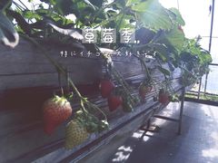 -甜心庄园·甜心草莓采摘园(西青中北店)