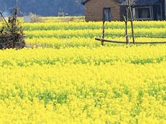 -婺源风景区