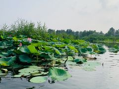 -白洋淀景区