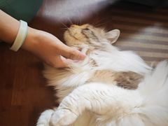 -MOCHA明星猫咖(田子坊店)