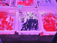 -中环花鸟鱼虫市场