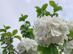 -洛阳市隋唐城遗址植物园
