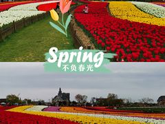 -荷兰花海