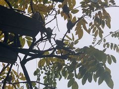 -CoCo都可(湖滨银泰店B区店)