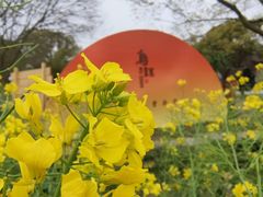 -乌镇景区