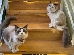 -喵喵咪呀布偶猫咖(春熙路店)