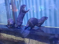 -海合安天津极地海洋公园