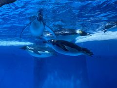 -海合安成都极地海洋公园