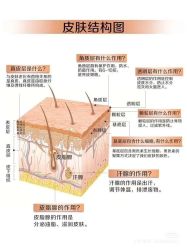点击看大图 -玛莲朵·海菲秀冰珀科