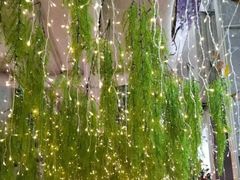 -正佳雨林生态植物园