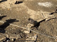 -栾川竹海野生动物园