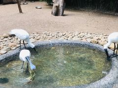 -费瑟代尔野生动物园