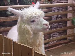 -正佳雨林生态植物园