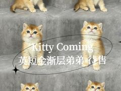 -小猫来了·猫舍(红山六九七九店)