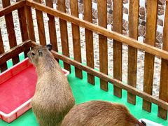 -洋洋广场(南街店)