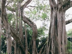 -瑞丽独树成林风景区