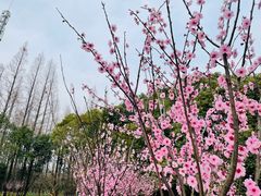 -上海滨江森林公园