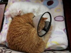 -北京观赏动物医院·24小时大型综合·猫专科·异宠专科
