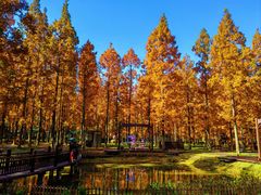 -黄海国家森林公园