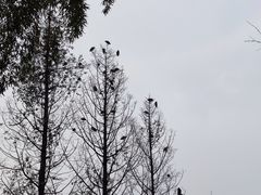 -望江楼公园