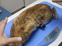 -中农国际动物医院24小时·猫科·骨科·急重症中心