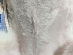 -福州肆爪动物医院