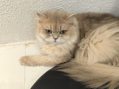 -琪喵猫屋·撸猫猫咖·猫舍