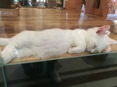 -袖虎·猫馆(体育西路店)