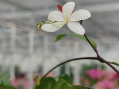 -龙大花卉苗木市场