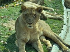 -北京野生动物园