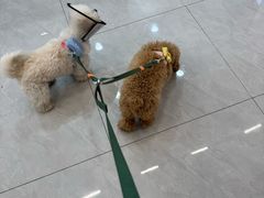 -小伙伴宠物医院·CT·骨科·眼科(高新店)