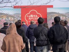 -香雪海