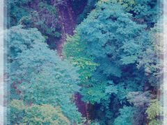 -栾川竹海野生动物园