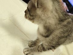 -宠爱国际动物医院· 猫科· 外科·中兽医(长白店)