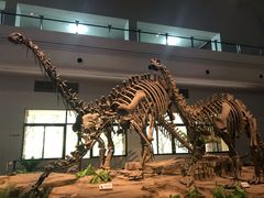 -自贡恐龙博物馆