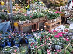 -循礼门鲜花花市(武汉循礼门店)