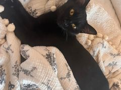 -瑞鹏宠物医院·普外科·影像科·皮肤科(城市山谷分院)