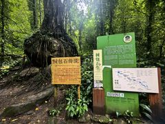 -莫里热带雨林景区
