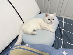 -喵zoo家庭繁育猫舍(尖东智能花园店)