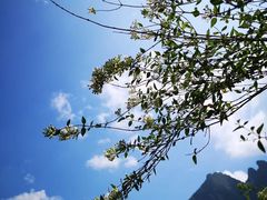 -武陵山森林公园