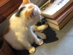 -万小咖.猫咖(中山路天虹店)