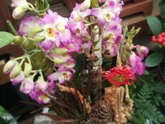 -龙大花卉苗木市场