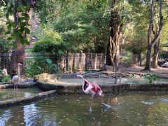 -清迈夜间动物园