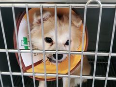 -佳雯宠物医院(四明中路分院)