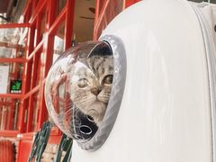 -伟伟宠物医院·CT影像中心·瑞派犬猫综合性门诊(汉口总院)