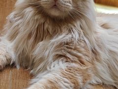 -有猫主题·治愈系猫咖(曾厝垵店)