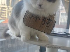 -怪兽屋·羊驼·猫咖·狗咖(俊华广场店)