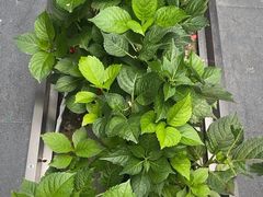 -阿伟海鲜楼·福建菜(涵江店)