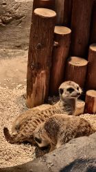 点击看大图 -Zoolung Zoolung动物主题公园(海信广场店)